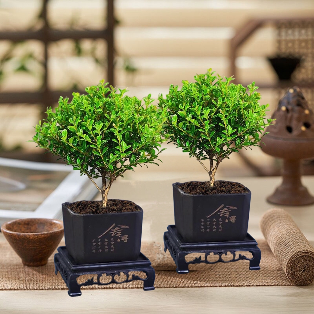 【买一送一】小叶赤楠盆栽室内绿植客厅会开花植物茶台新中式小盆景