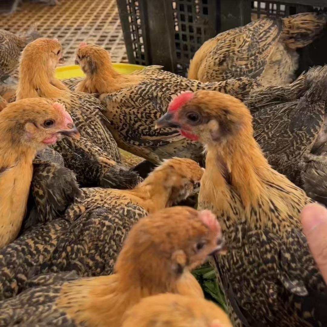 红色长尾宠物鸡一斤左右发货【z】