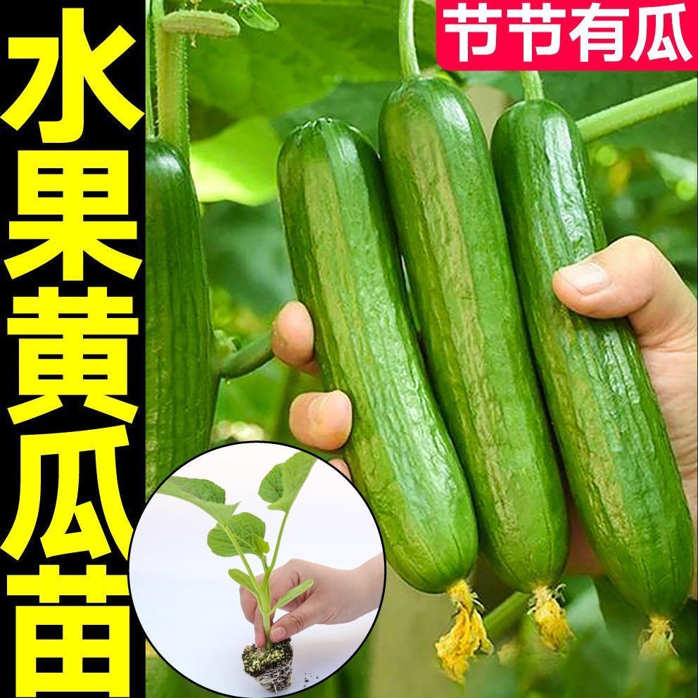 精品大黄瓜苗旱黄瓜地爬黄瓜水果黄瓜苗强雌密刺油亮寿光基地发货
