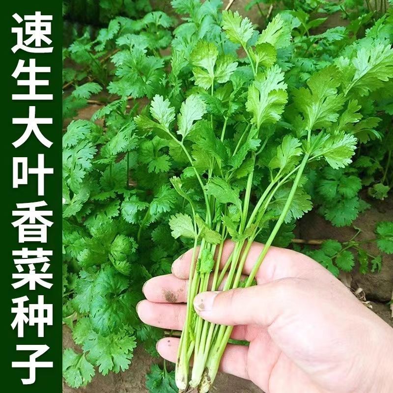 大叶香菜种子阳台盆栽优质蔬菜种籽四季小院种植香菜种籽lz