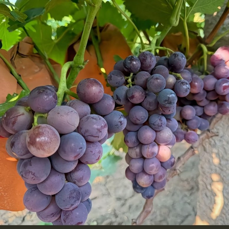 优质葡萄树苗盆栽地栽南北方庭院抗寒耐热种植