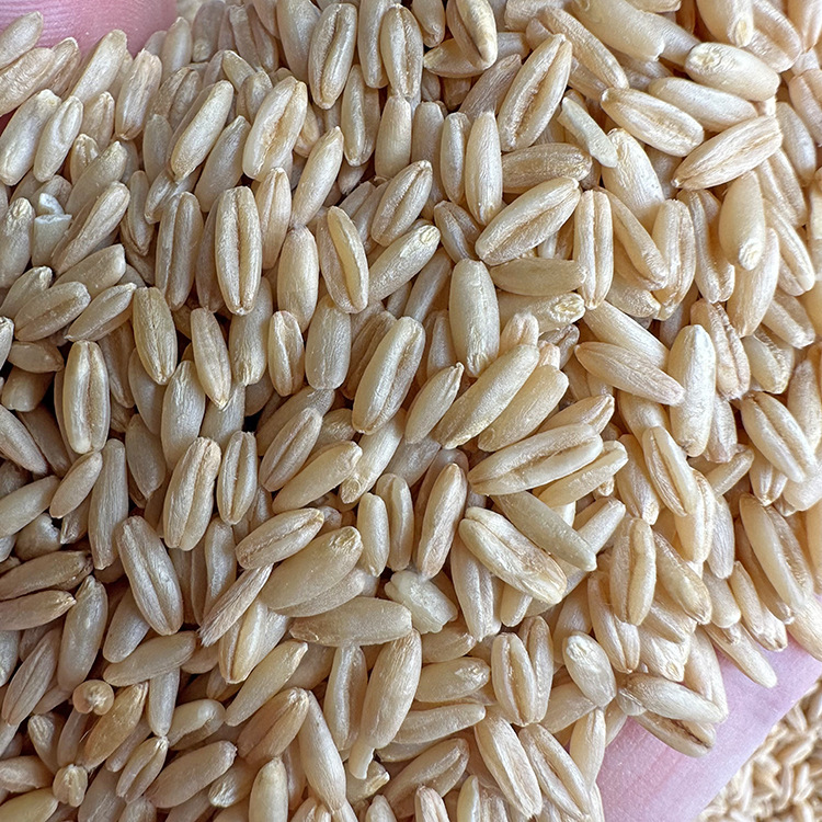 鸟粮燕麦米鸟食适合虎皮鹦鹉太阳牡丹玄凤鹦鹉粮燕麦仁鸽子饲料