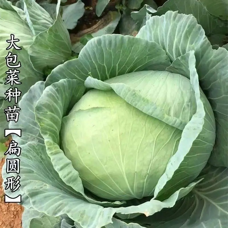 扁包带土绿甘蓝包菜秧苗秧苗耐寒包菜大头菜苗卷心菜平头大包菜苗