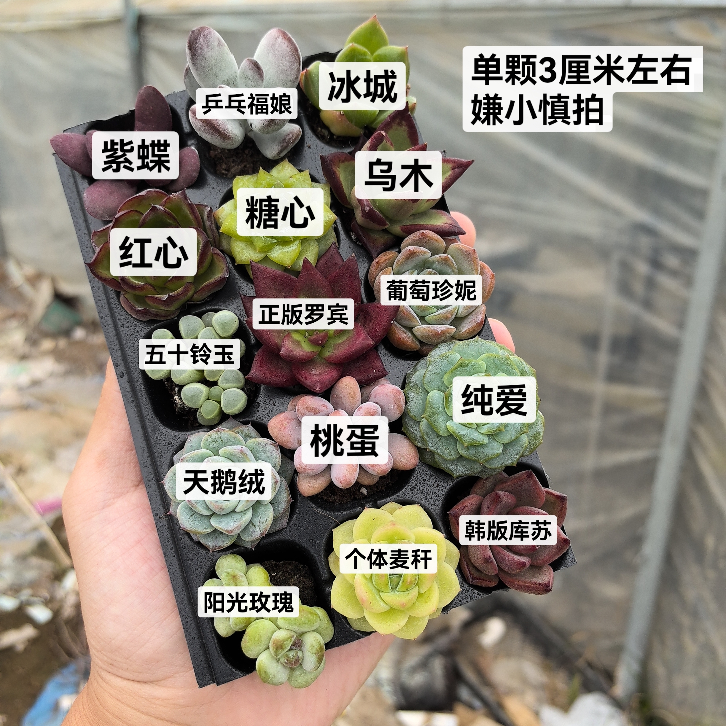 【新手套餐】15颗不同多肉组合 单颗3厘米左右带黑色托盘嫌小慎拍
