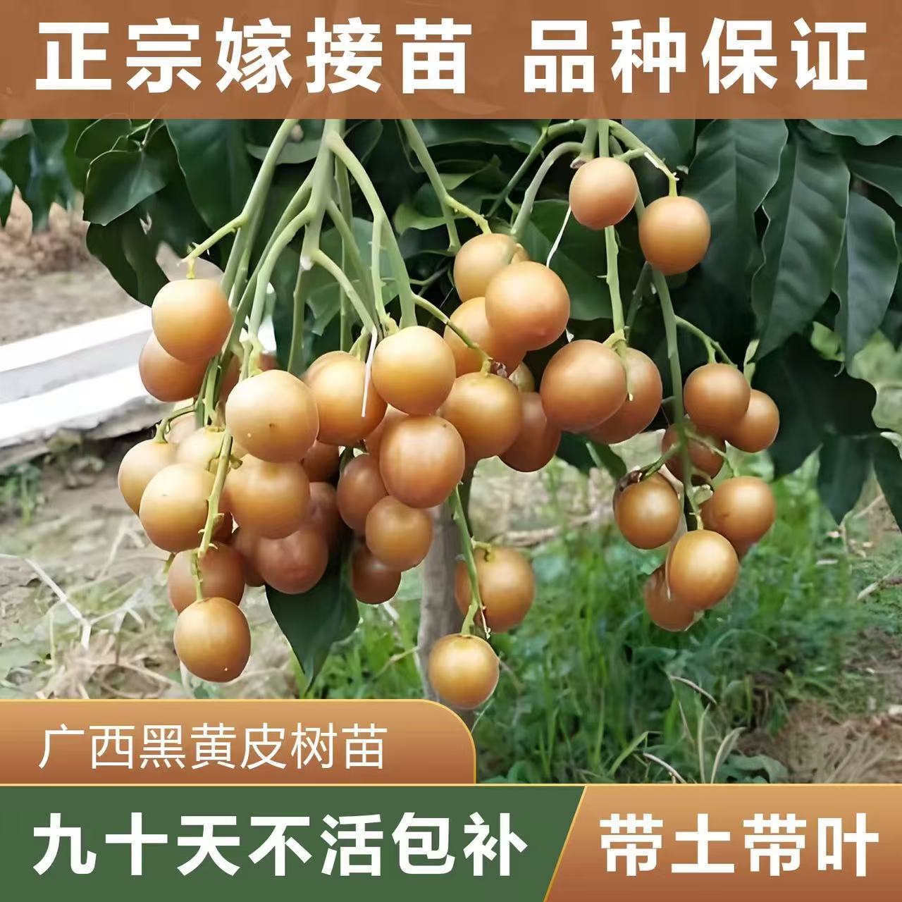 黑金刚黄皮果树苗鸡心黄皮贵妃黄皮黑黄皮无核黄皮 适合盆栽地栽