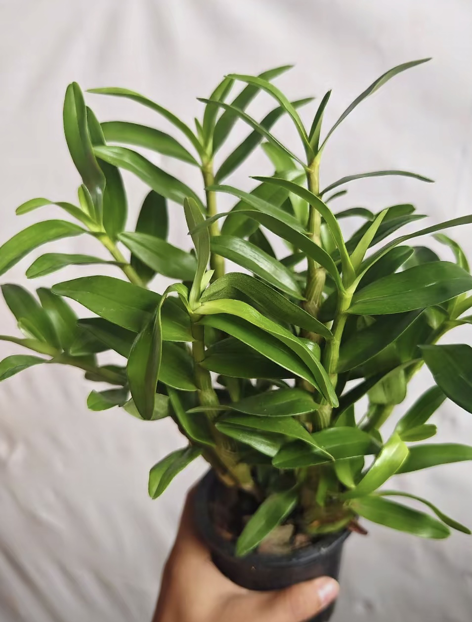 S级精品石斛 4盆 不售后