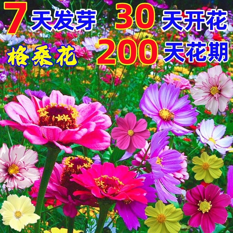 混色格桑花种子四季开花阳台庭院室内室外耐寒道路绿化花卉种子