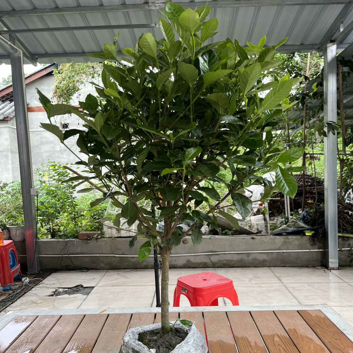 花彩栀子茉莉花盆栽苗庭院花园阳台四季常绿有香味花卉易养绿植苗