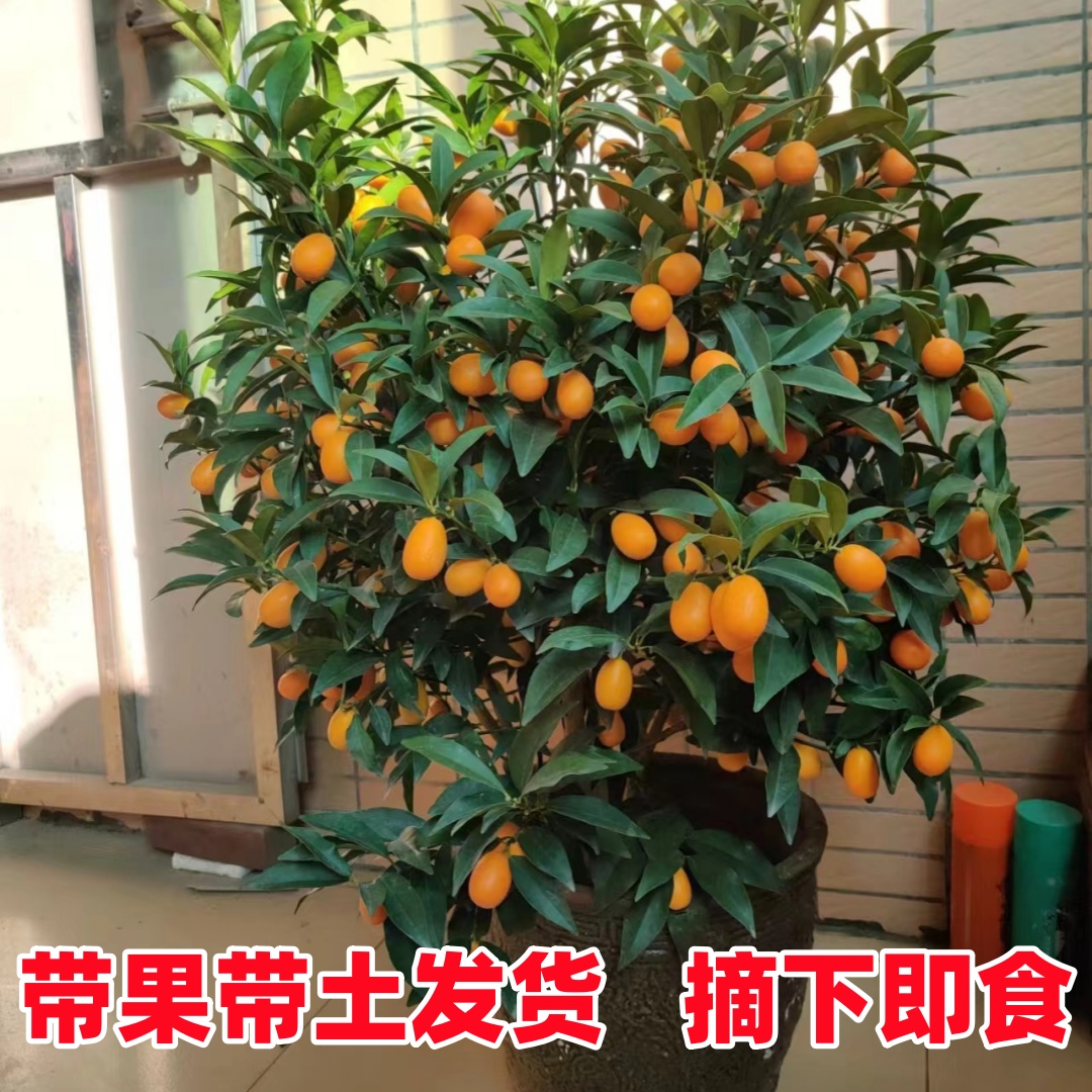金桔树盆栽树苗客厅可食用果树室内植物四季带果脆皮橘子大型果苗