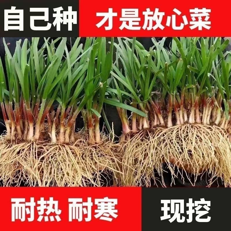 山东寿光宽叶韭菜根大叶韭菜根苗紫根苗室内阳台小院盆栽四季耐寒