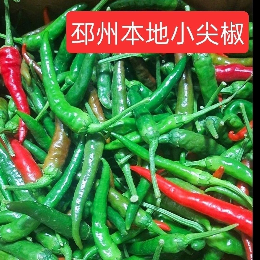 辣椒徐州邳州新沂苏北鲁南农家小辣椒特辣够辣农村自种新鲜土辣椒