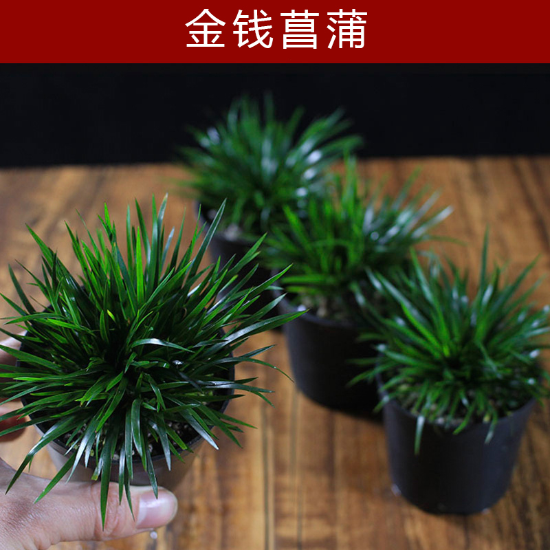 金钱菖蒲虎须黄金姬胧月小微型盆栽水培植物常绿办公室盆景菖蒲苗