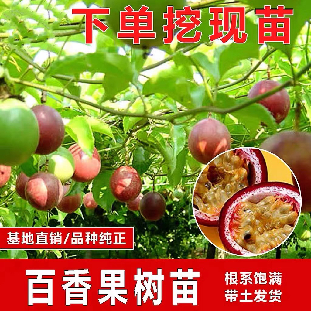 广西台农1号百香果苗酸甜四季开花结果西番莲百香果苗盆栽地栽