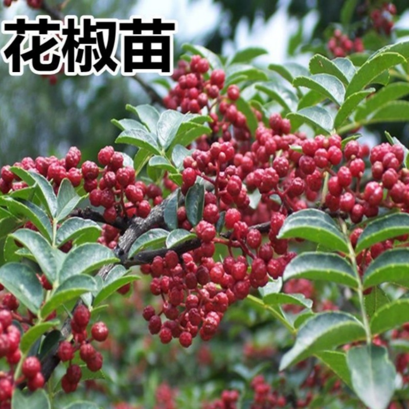 花椒树苗大红袍无刺麻椒胡椒藤椒青花椒树苗南北方种植花椒树批发