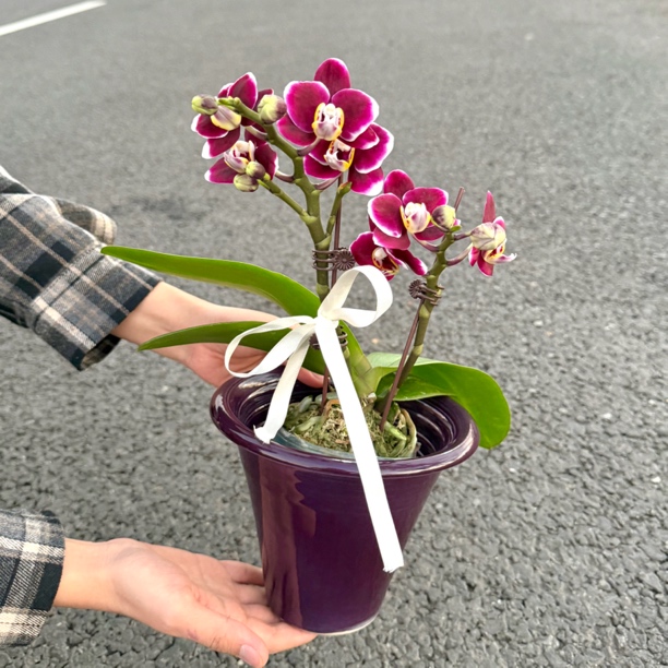 紫色系蝴蝶兰盆栽盆景室内客厅办公室前台桌面绿色趣味花卉绿植