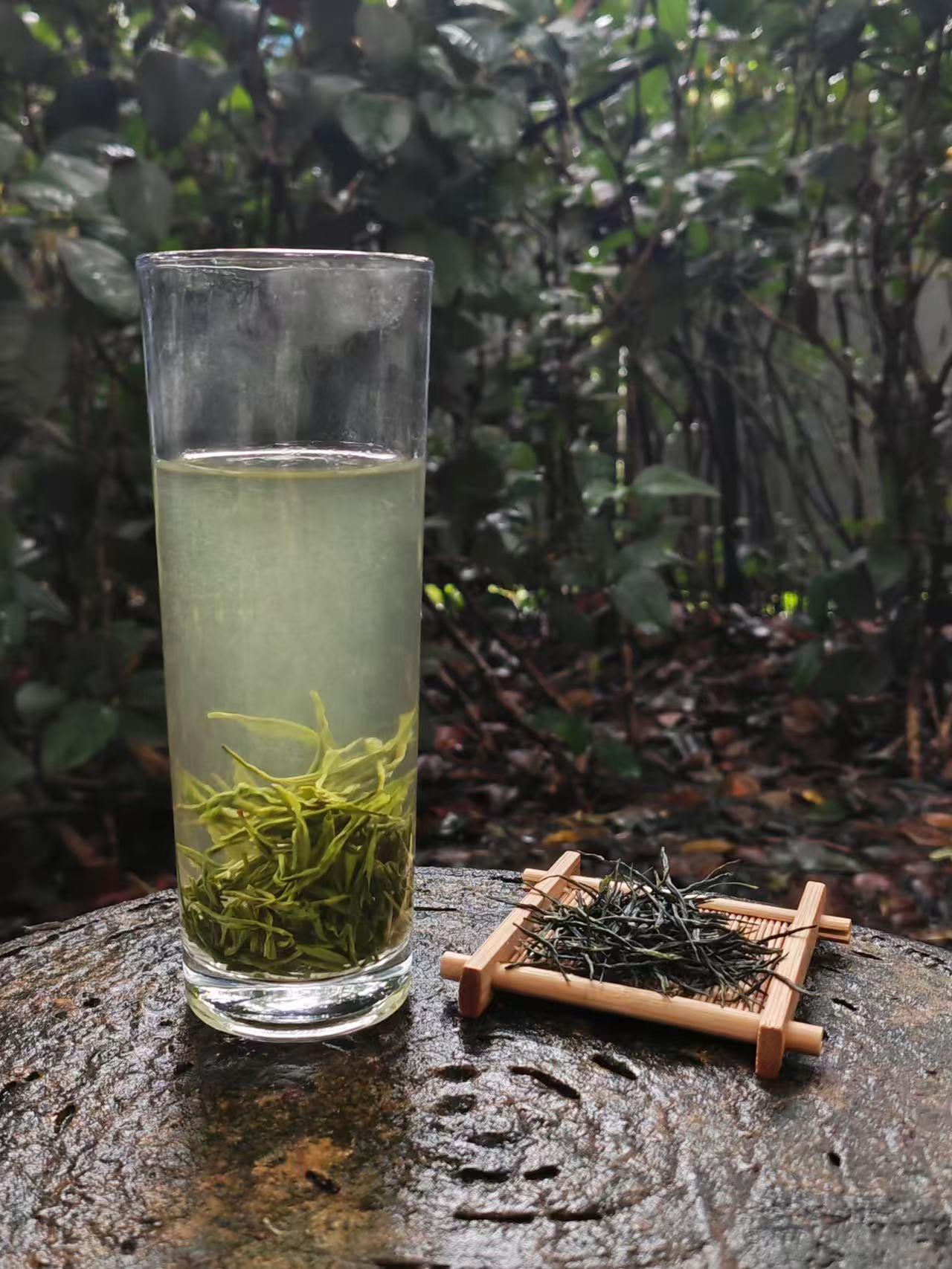 2025新茶信阳毛尖雨前一芽一叶茶叶