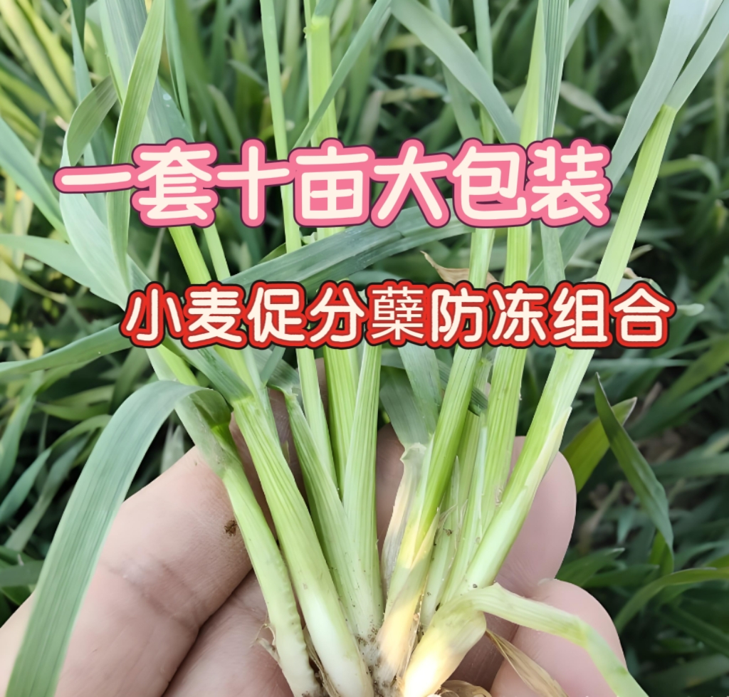 {一套十亩} 小麦促分蘖防冻营养叶面组合