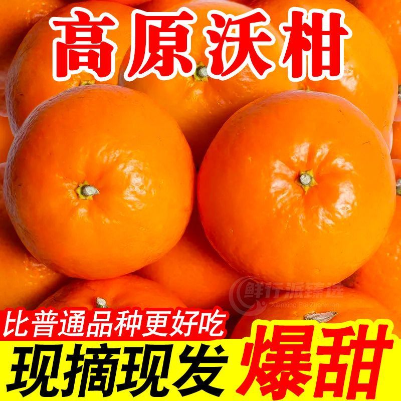 爆甜正宗云南哀牢山生态高原沃柑新鲜沃柑现摘现发大果批发整箱发
