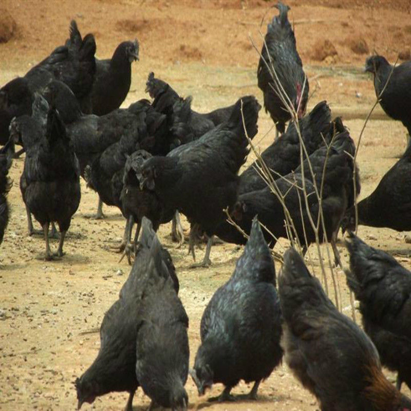 正宗五黑鸡绿壳蛋鸡活体发货包健康到家