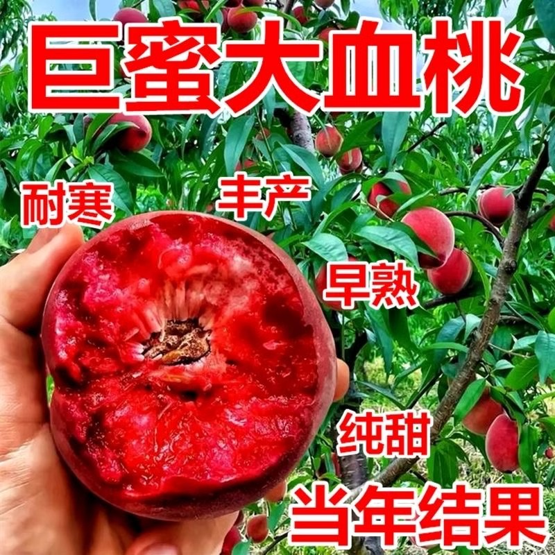 新品种血桃树苗嫁接巨蜜大血桃苗当年结果南北方耐寒特大果树苗果