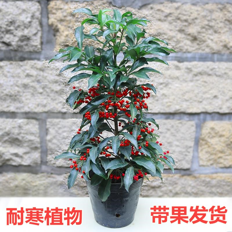 富贵籽盆栽带果发货黄金万两室内盆栽金玉满堂富贵子盆景耐寒花卉