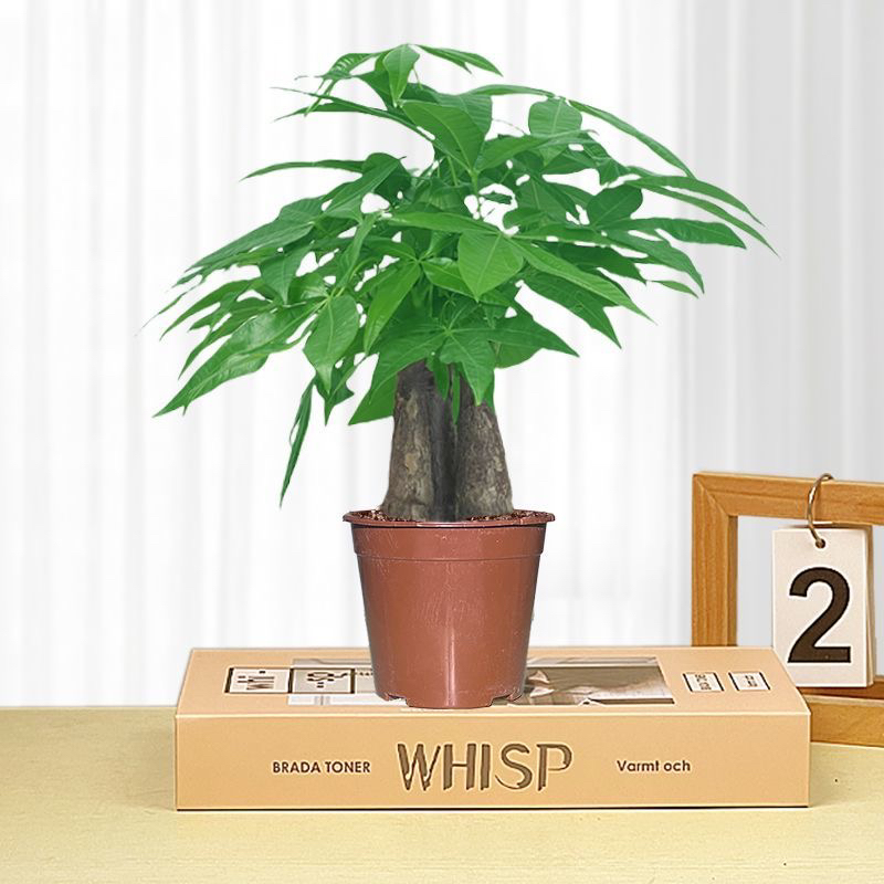 发财树盆栽室内好养招财客厅办公室绿植花卉金丝楠木双杆造型盆景