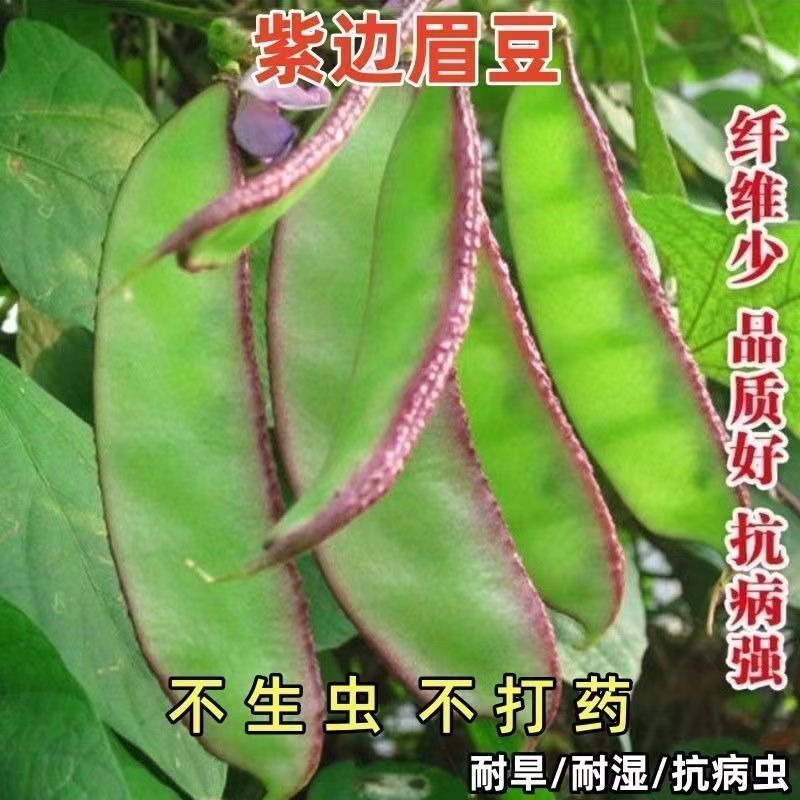 四季种植猪耳朵眉豆种子绿扁豆角种子紫边扁豆籽爬藤菜豆蔬菜种子