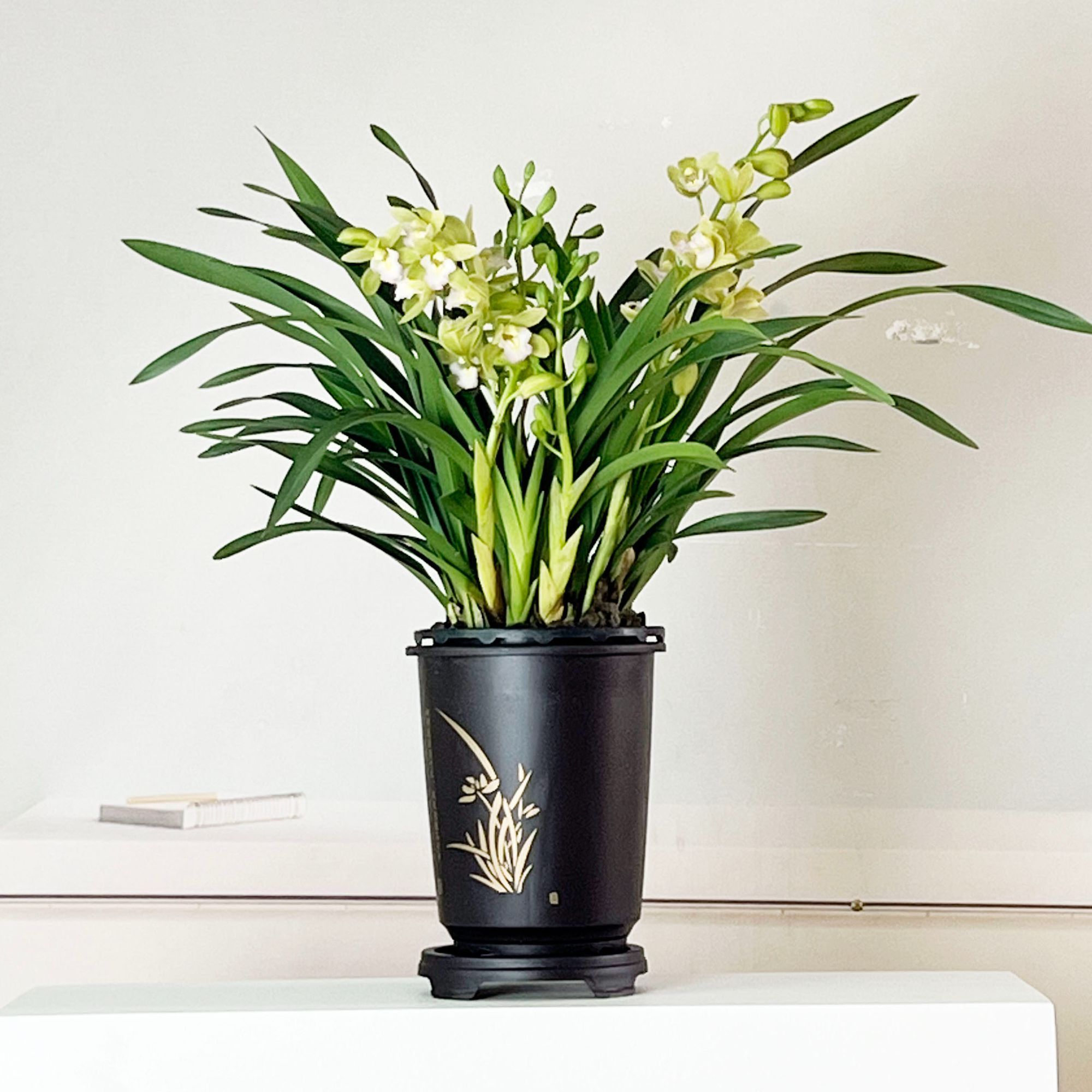 京东快递【2-4支花剑】香水香兰基地直发原盆原土带古风圆盆发货