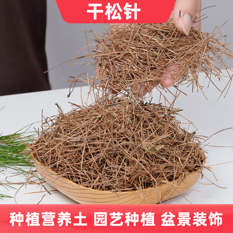 干松针松果马尾松深山松毛树叶兰花营养土种花铺垫底造景装饰垫材