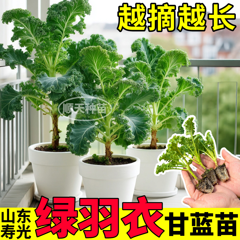 食用绿羽衣甘蓝秧苗紫羽衣粉羽衣甘蓝种子四季耐寒养生保健盆栽