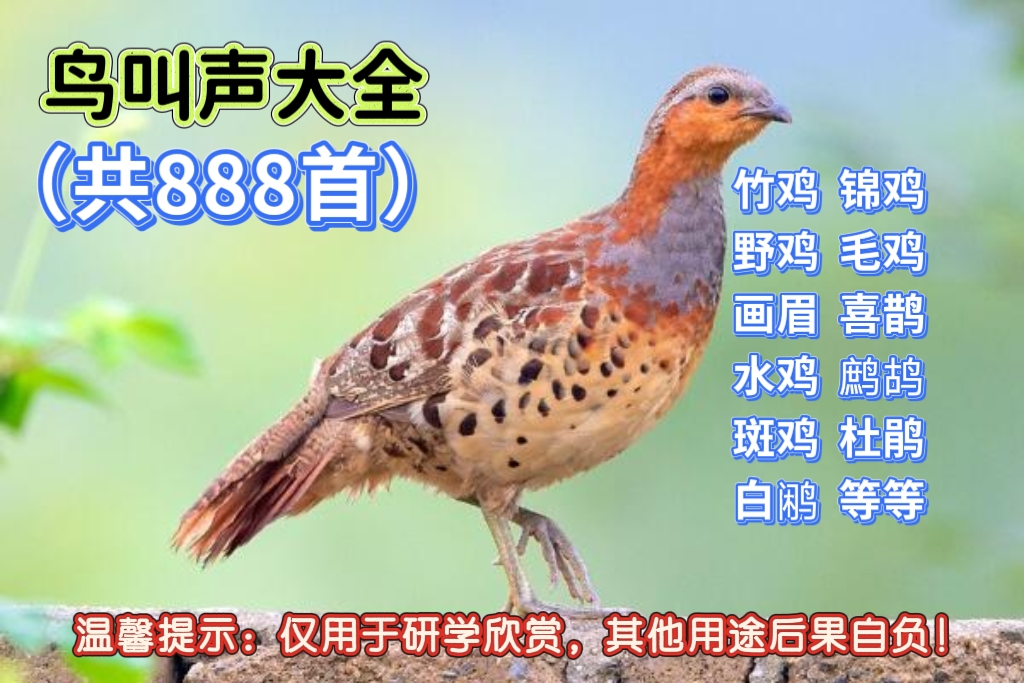 鸟叫声大全，竹鸡叫声野鸡叫声竹鸡纯手工竹鸡mp3叫声欣赏