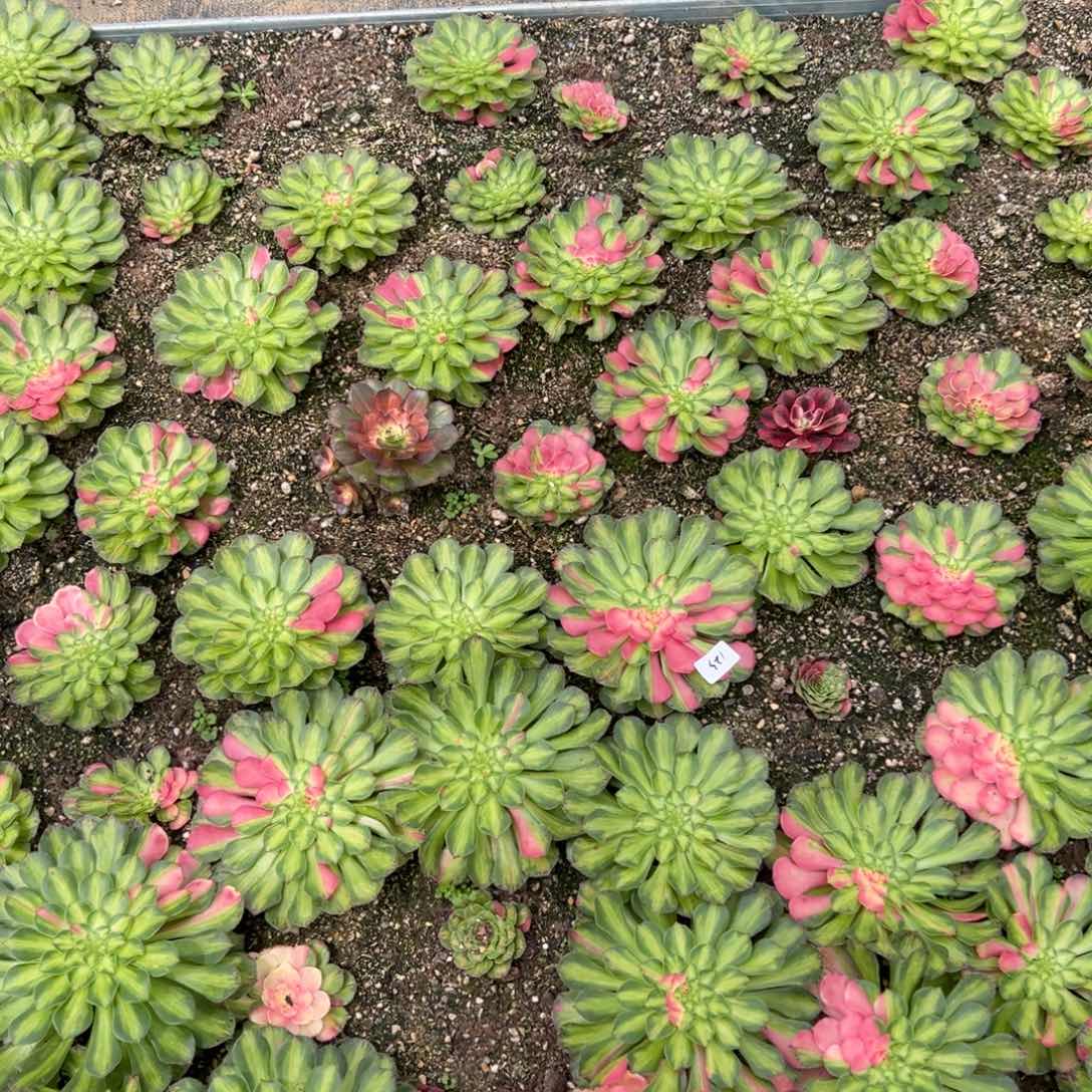 123三颗知否花脸多肉30