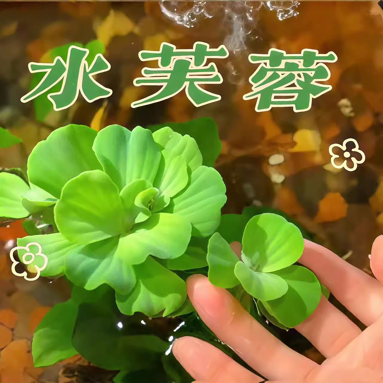 鱼缸水草真草水芙蓉植物浮萍水葫芦古法养鱼水上叶鱼缸造景水培
