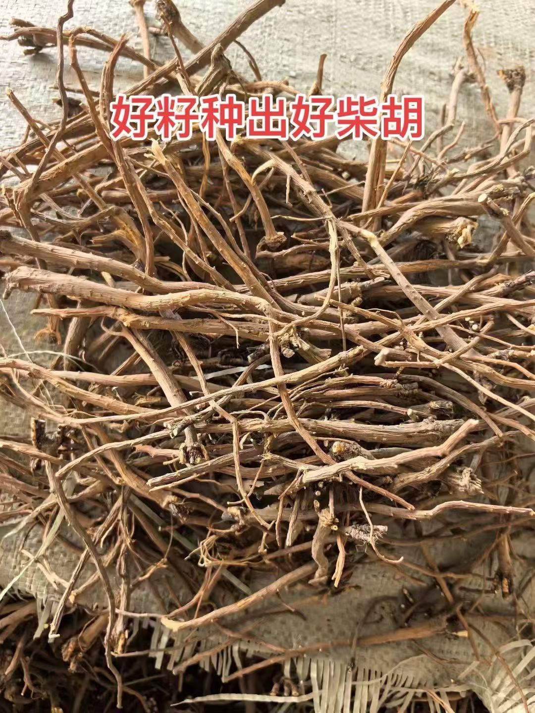 柴胡种子包邮山西纯新正宗北柴胡籽优质无杂发芽率高药材种子批发