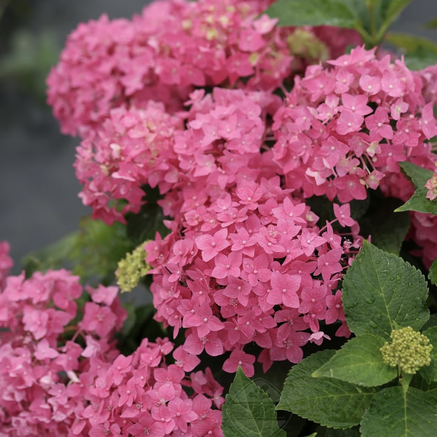 【红色无尽夏】多季节开花绣球室内室外盆栽地栽【热卖】花开绣球盆栽