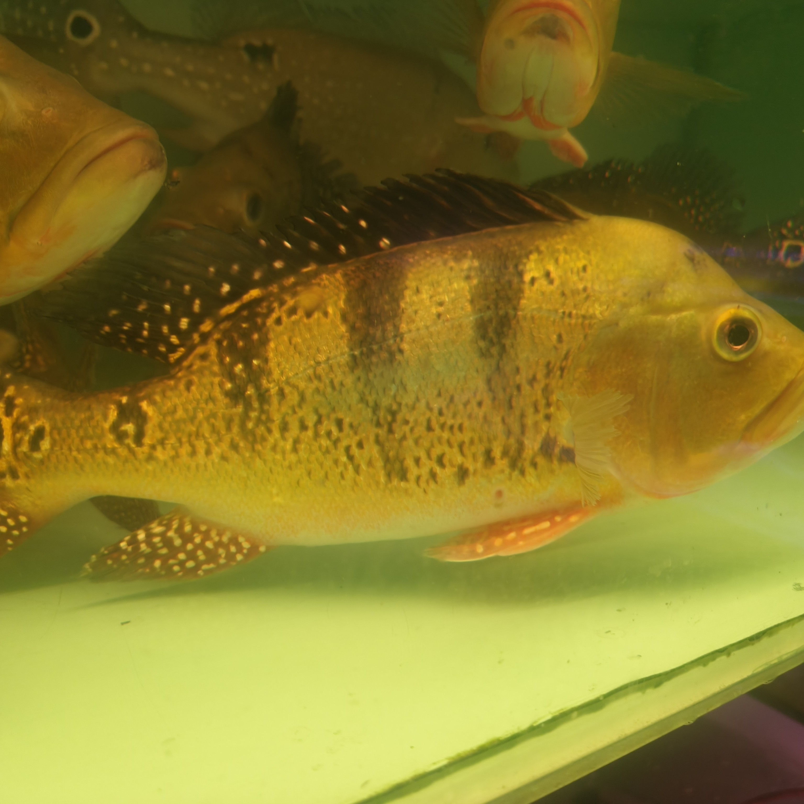 微起头黄金虫纹巴西亚三间大型凶猛观赏鱼好养活可作龙鱼配鱼