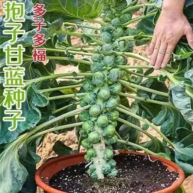 【正宗】抱子甘蓝孢子甘蓝菜苗蔬菜阳台率耐热四季小包菜卷心蔬菜