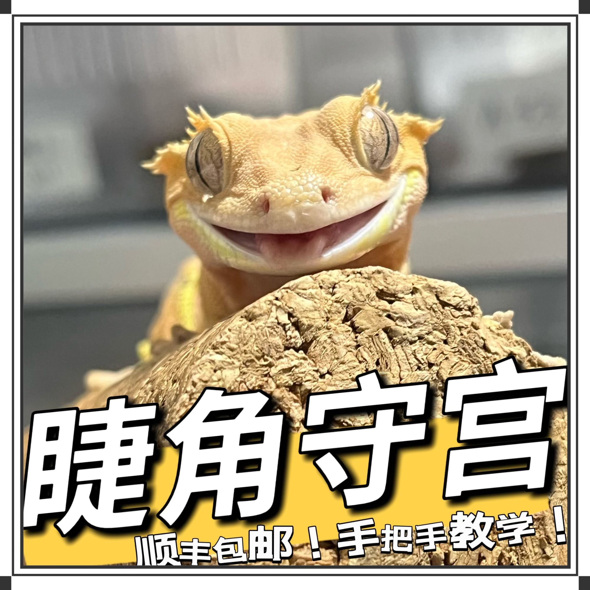 顺丰包邮家庭小型宠物睫角守宫可爱睫角爬宠方便饲养小巧宠物