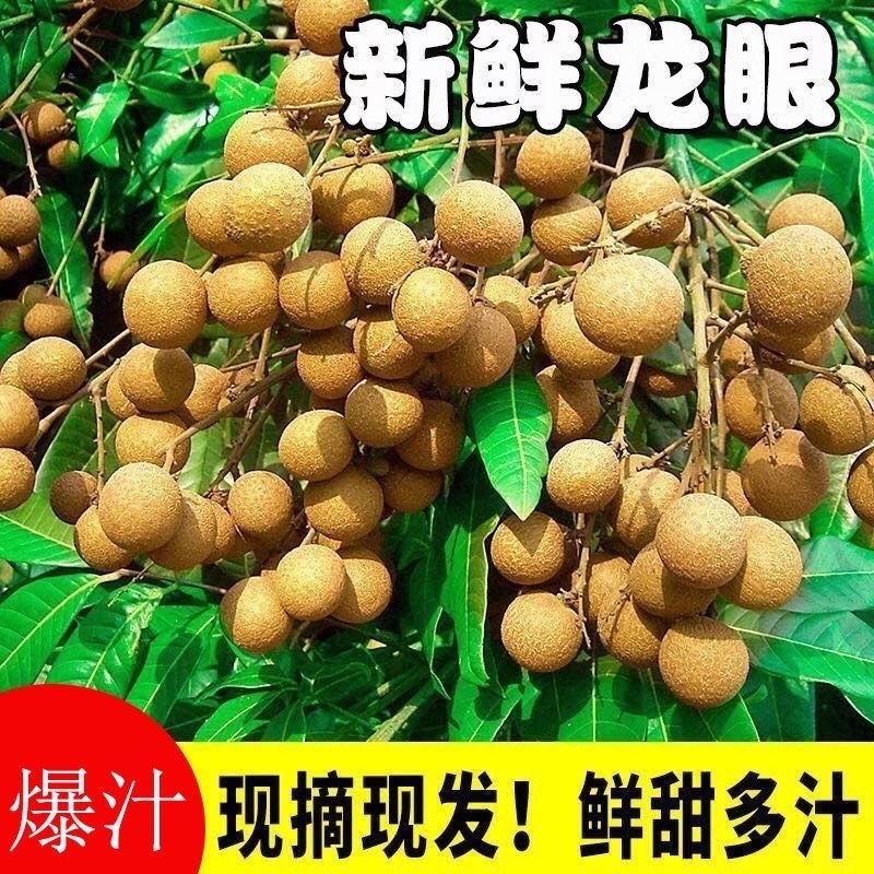 岭南水果石硖龙眼老树鲜果现摘现发新鲜水果