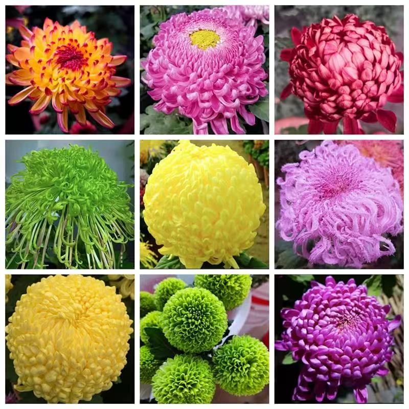 【菊花老根】土球发货断枝断花苞不售后介意勿拍