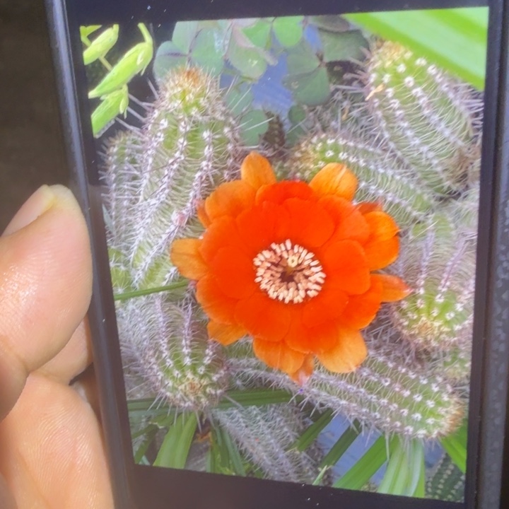 白檀仙人掌319侧芽一个