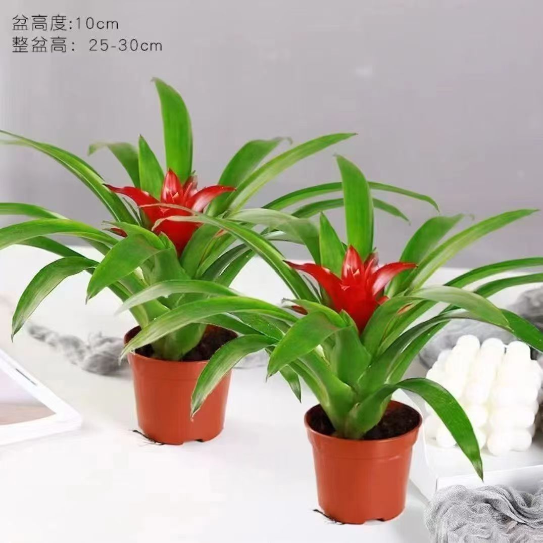 鲜菲淳鸿运当头花盆栽小红星花卉室内客厅水培绿植四季开花