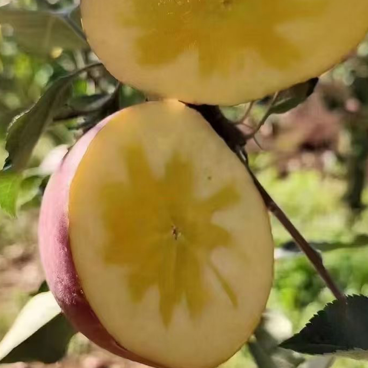 {9斤装}云南昭通丑苹果红富士脆爽多汁香甜新鲜采摘品质保证