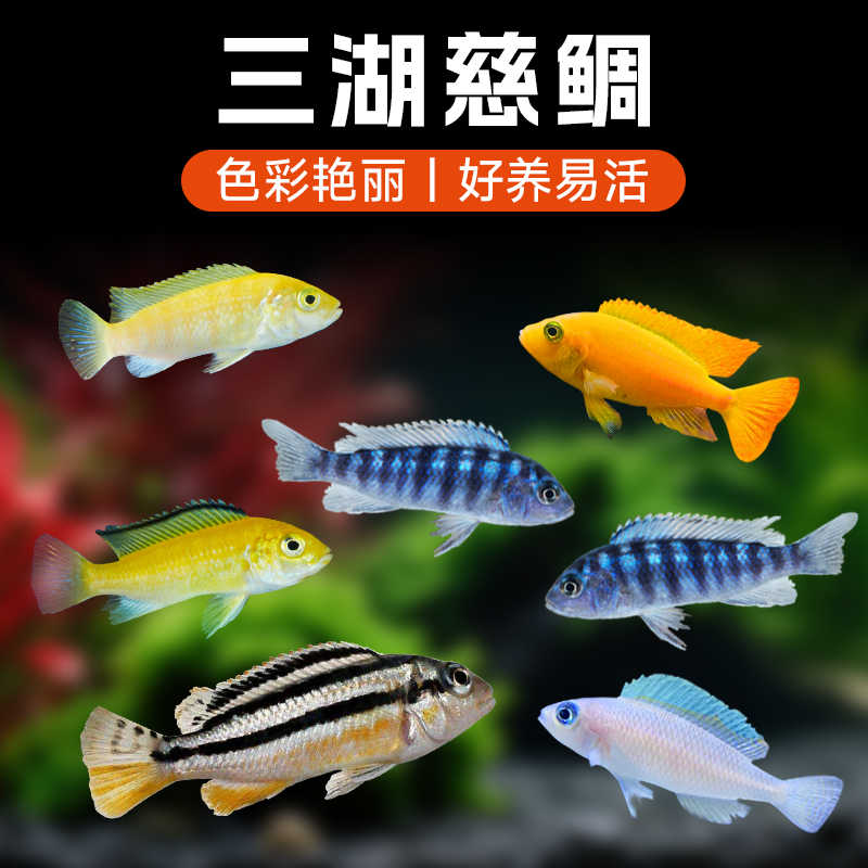 三湖慈鲷鱼马鲷迷你鹦鹉蓝六间小型淡冷水好养耐活热带观赏鱼宠物