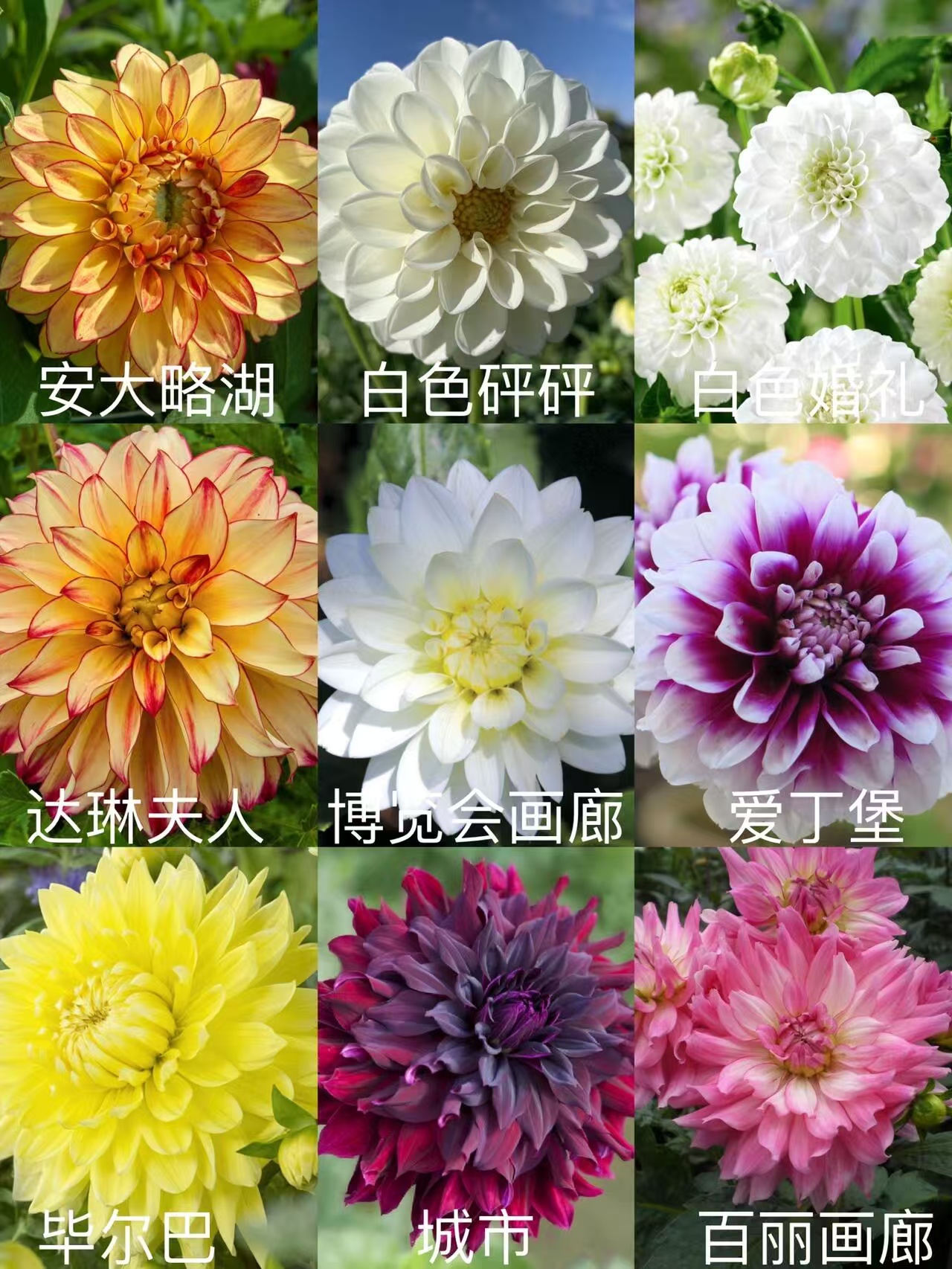 【大丽花种球】大丽花 种球 (多年生 花期长) 庭院阳台开花植物