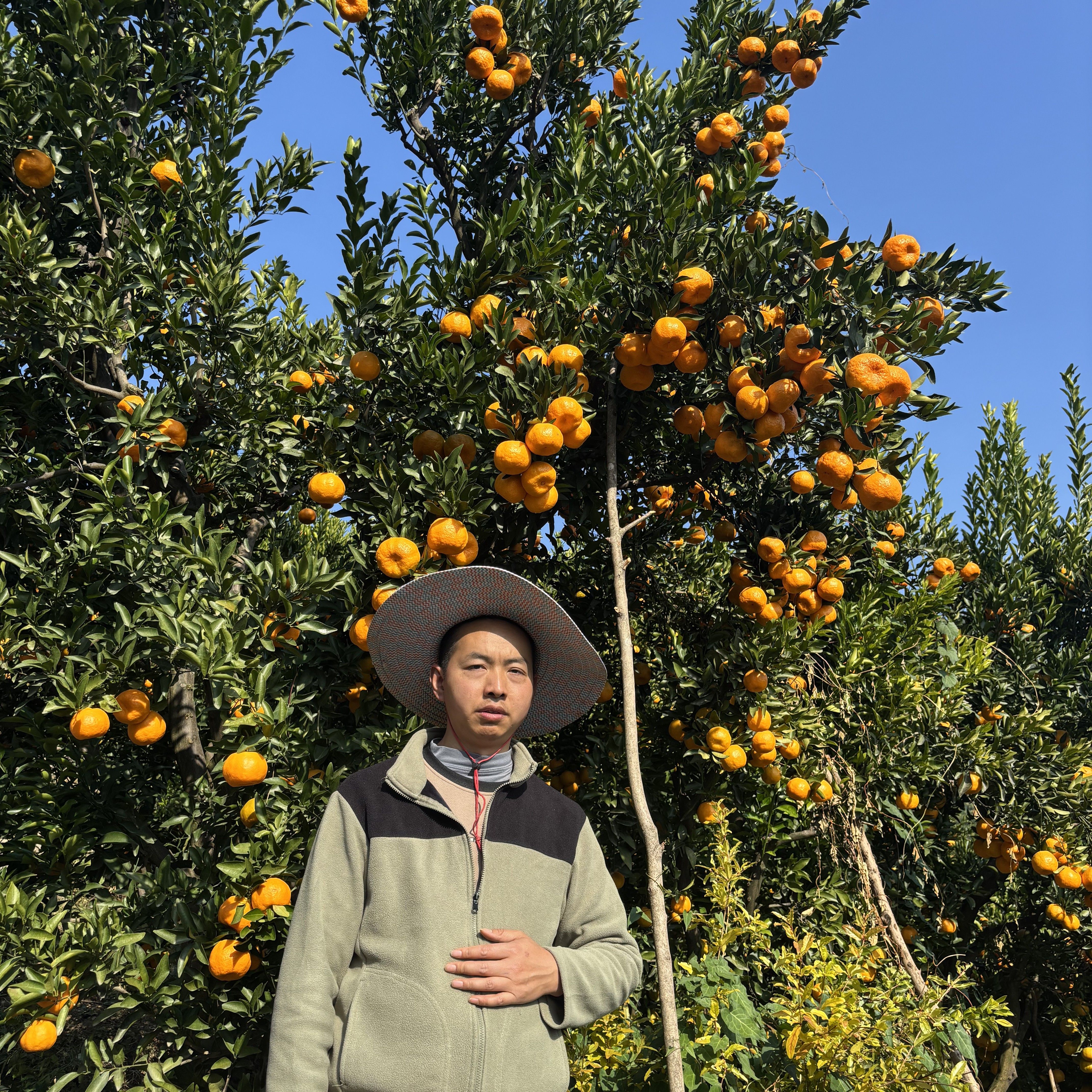 雷家坪碰柑（今日福利）现摘现发江边生长新鲜柑橘（普快发货）