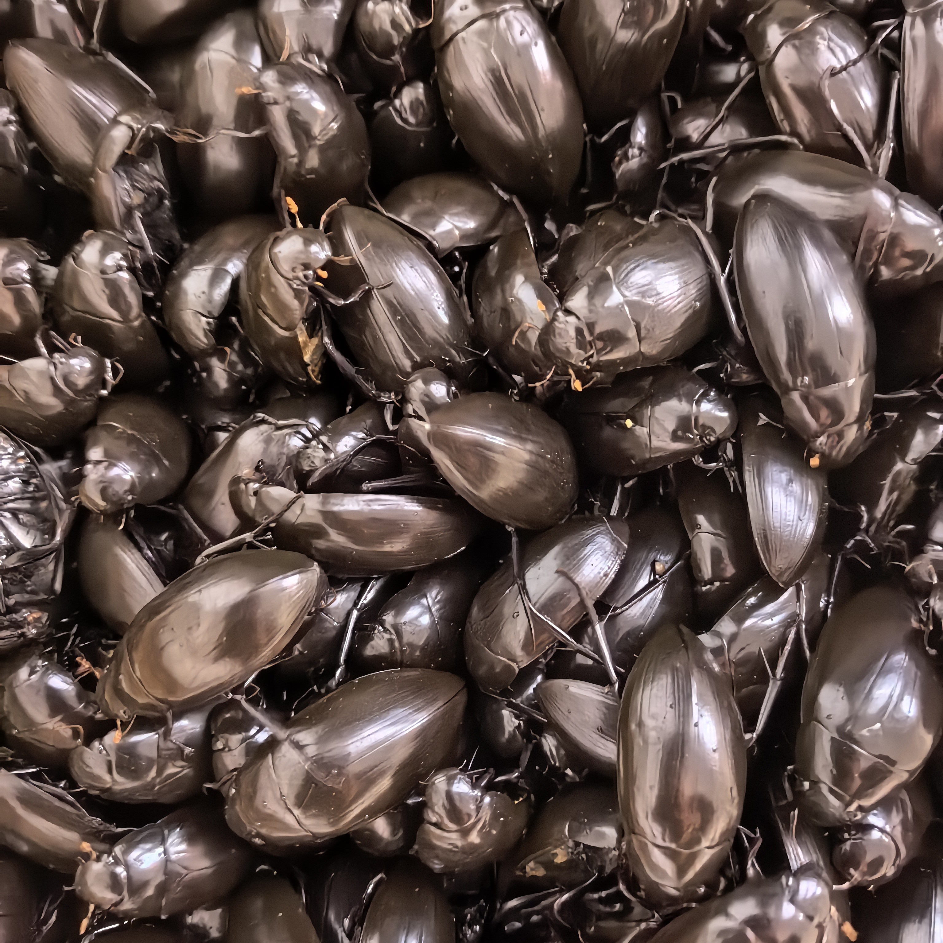 （申通冷冻发货）黑鳖盖黑龙虱水老鳖