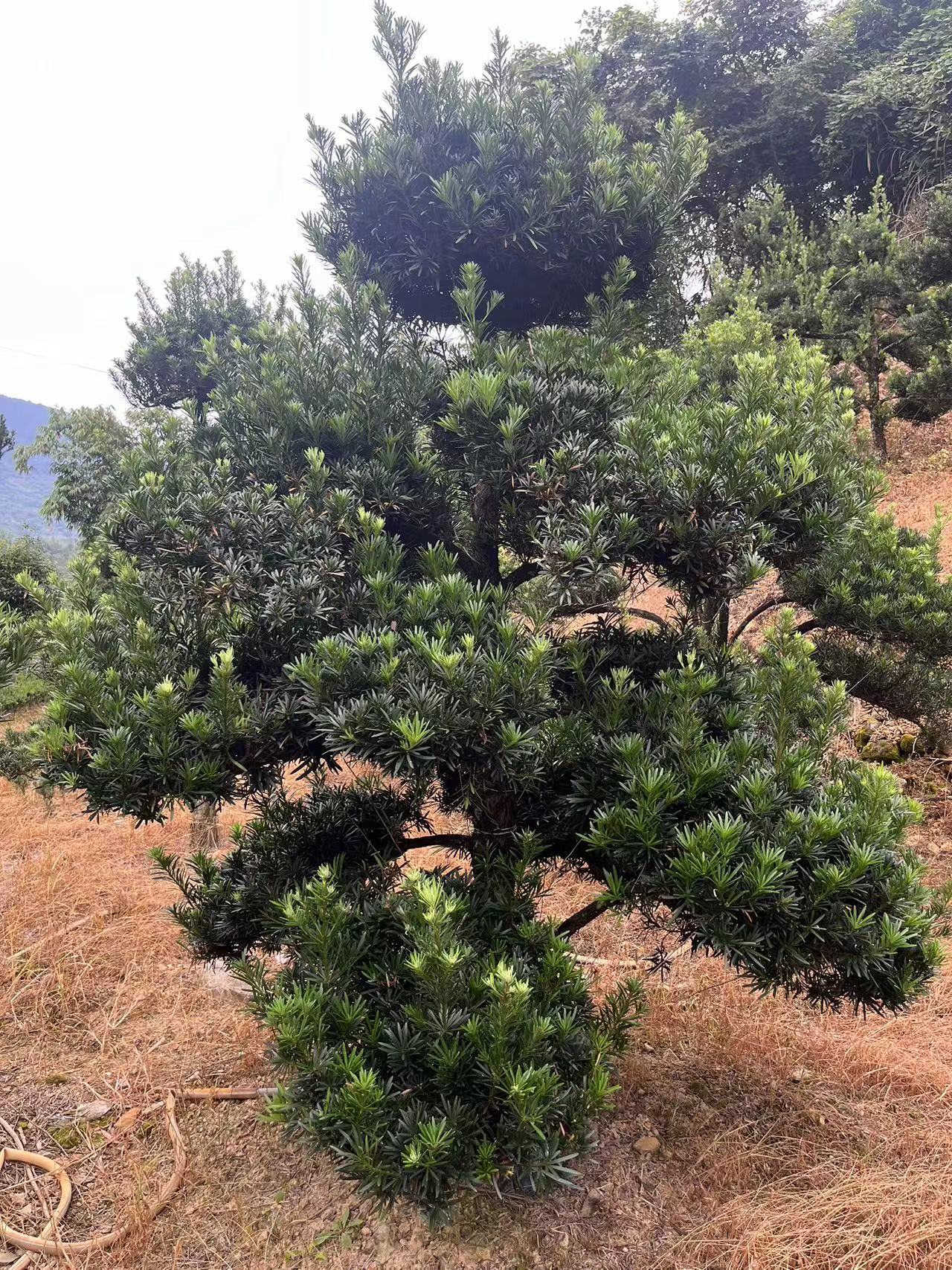 黄杨植物造型绿植盆栽美观四季常青好养直播间选购【一物一拍】