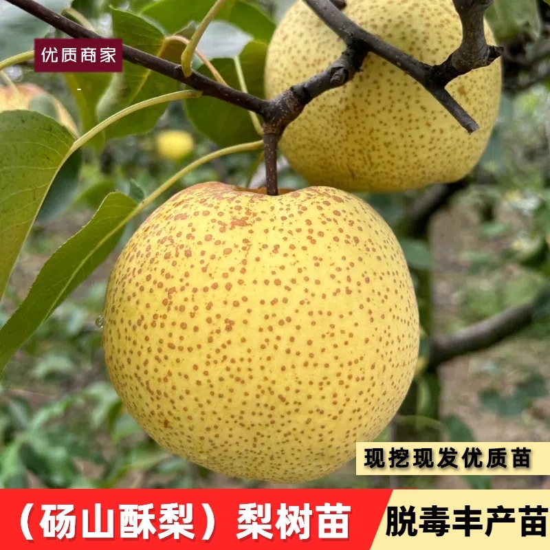 安徽砀山酥梨苗脆甜梨树果树苗晚熟香梨庭院南北方种植当年结果苗