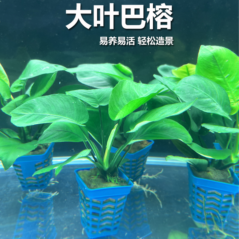 大叶巴榕水草小水榕鱼缸造景植物真草净水增氧新手易养活水培水草